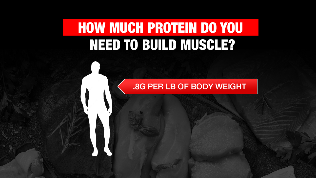 how much protein do you need to build muscle