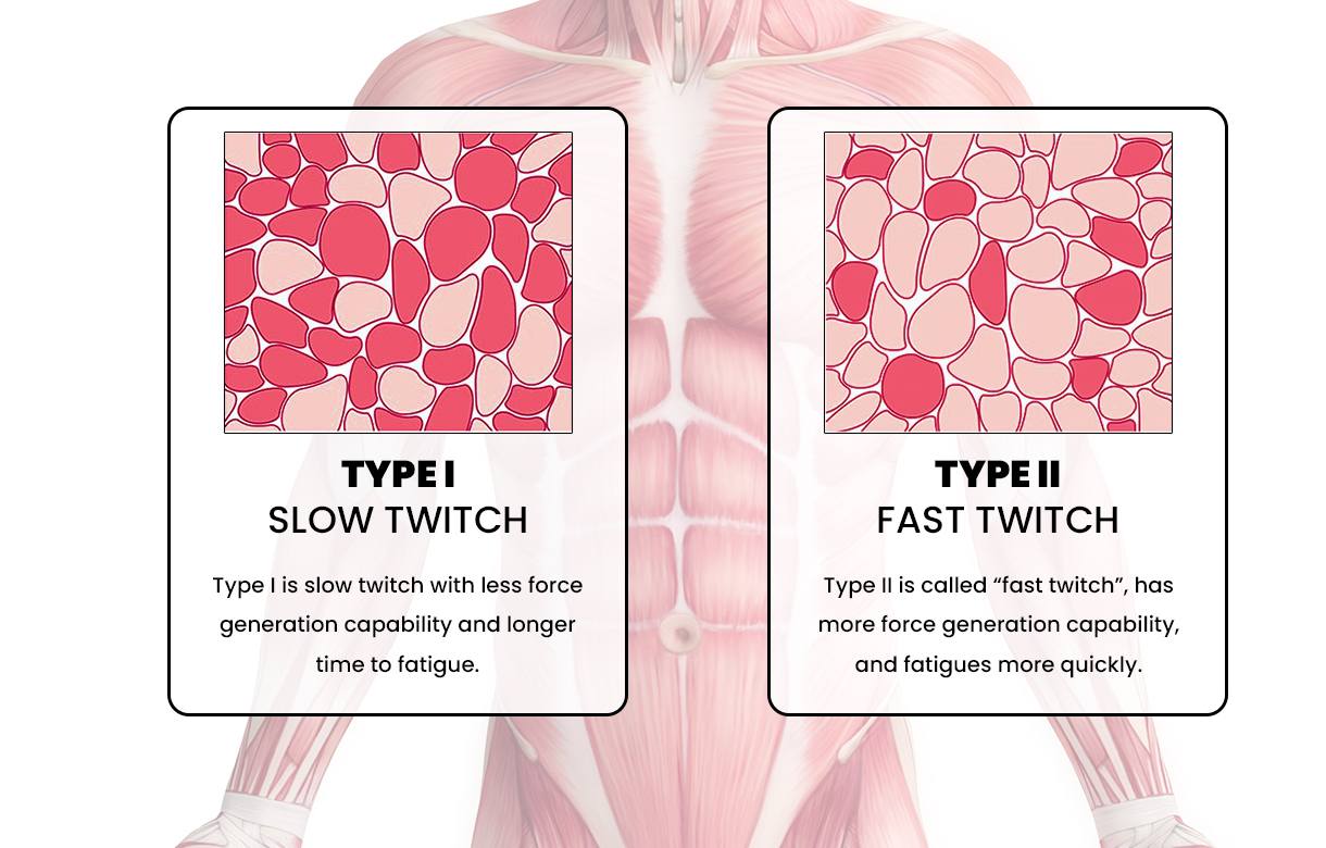 fast twitch vs slow twitch muscle fibers