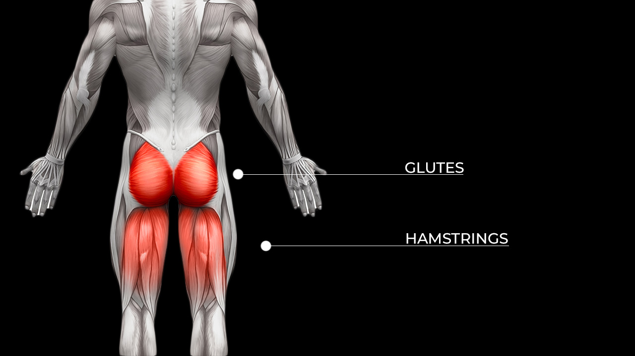 hamstrings and glutes anatomy