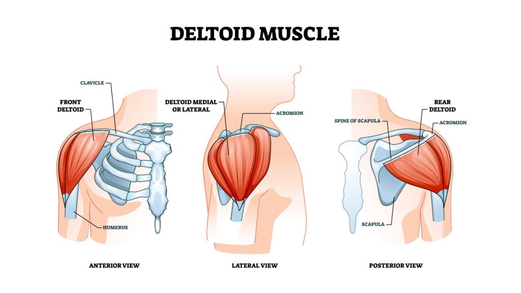 deltoid muscle anatomy