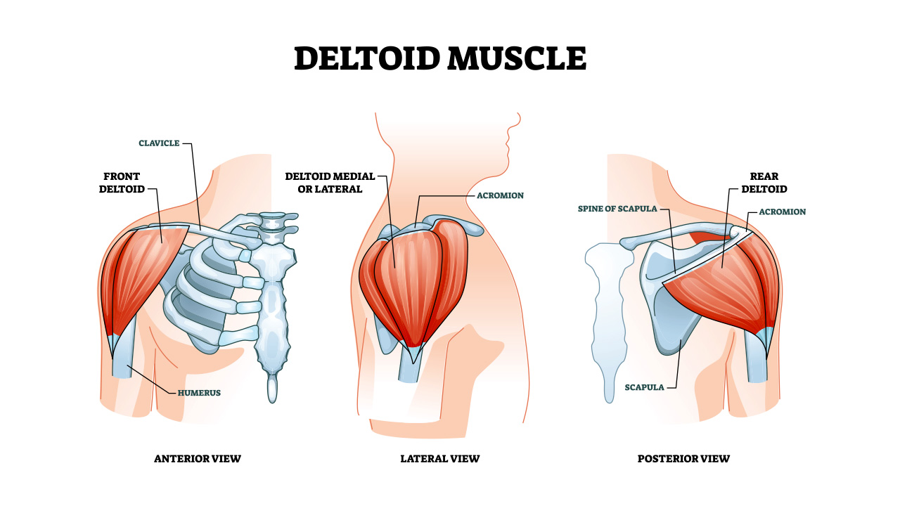 Best Delt Exercises, Deltoid Workout