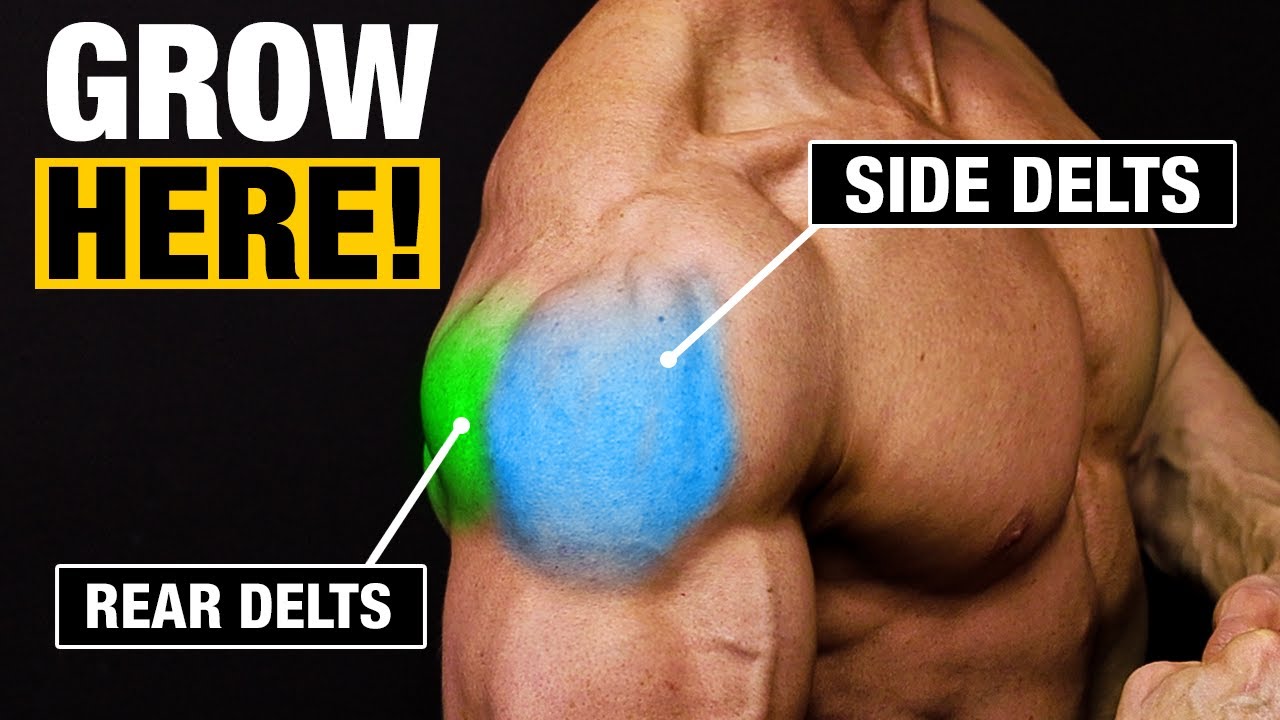 We can't start to create up the muscles in your shoulders without knowing  what muscles form up your shoulders.