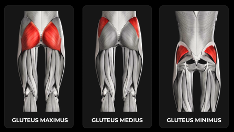 glute muscles anatomy