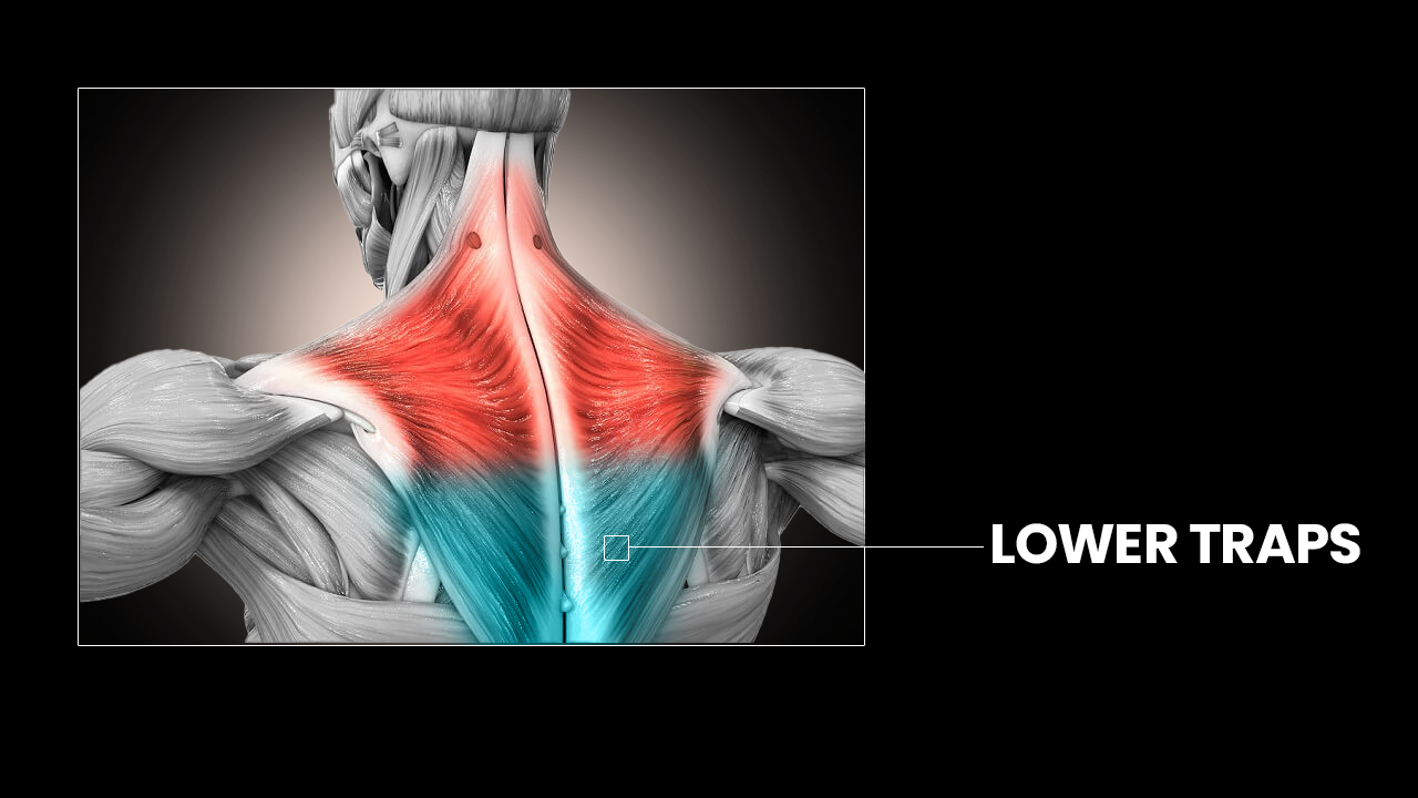 Trapezius Stretches: Loosen Tight Traps - Shoulder Pain Explained