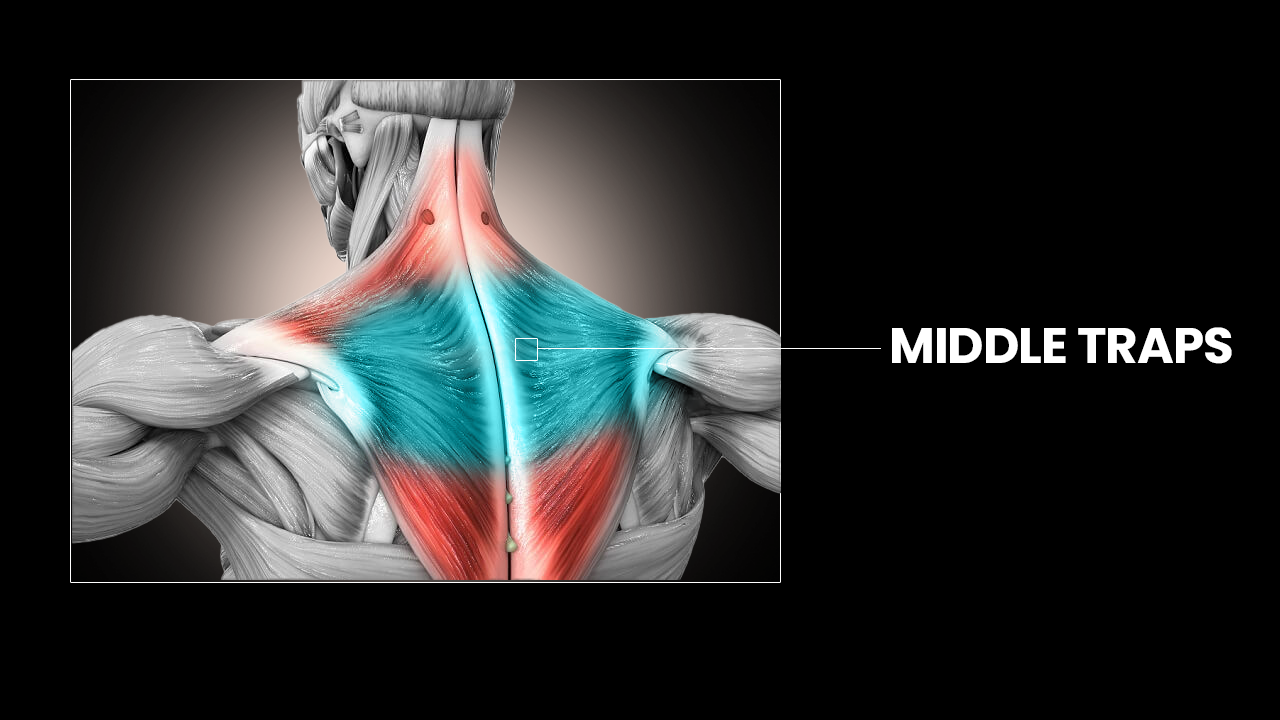 trapezius workout chart