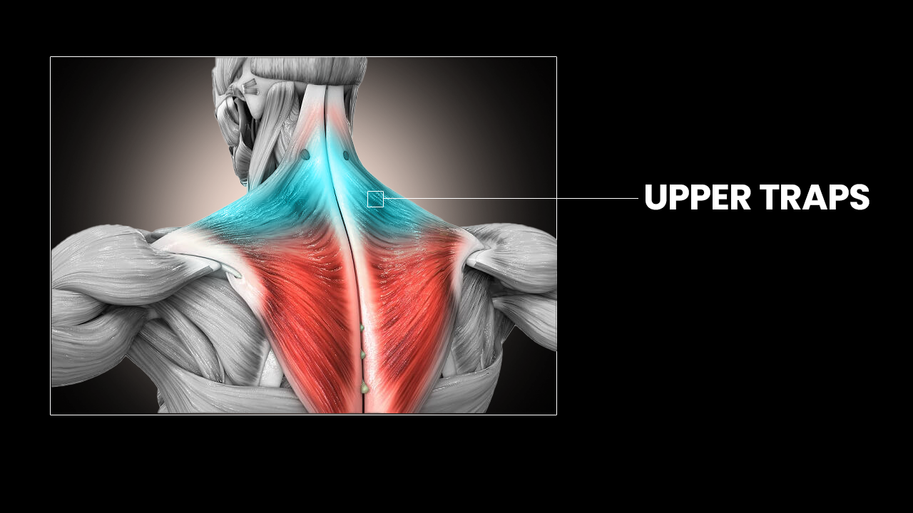 Best Upper Trap Exercises, Upper Traps Workout