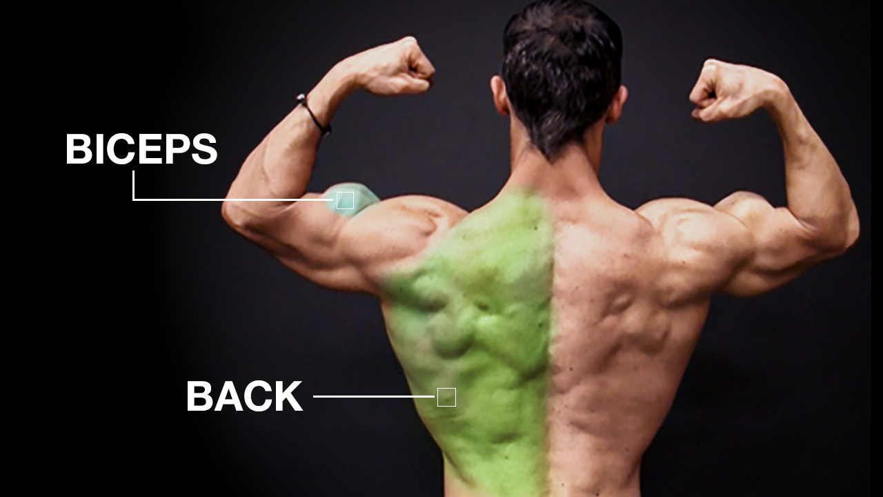 back and biceps muscle anatomy