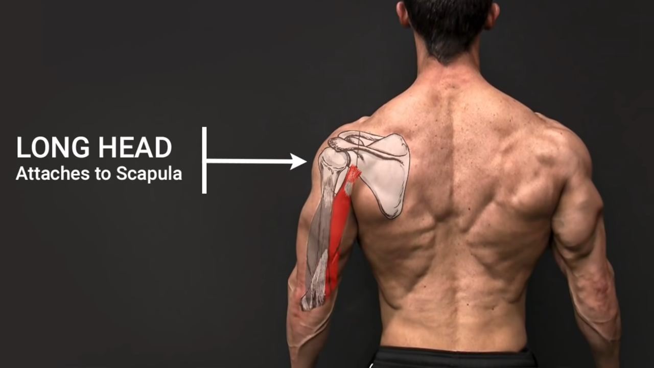long head attaches to scapula