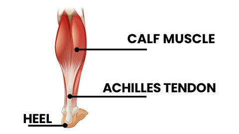 calf and achilles tendon diagram